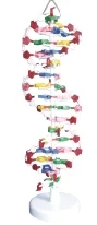DNA Struktuuri Mudel Arenenud Inimese Anatoomia Meditsiini Koolitus Simulator